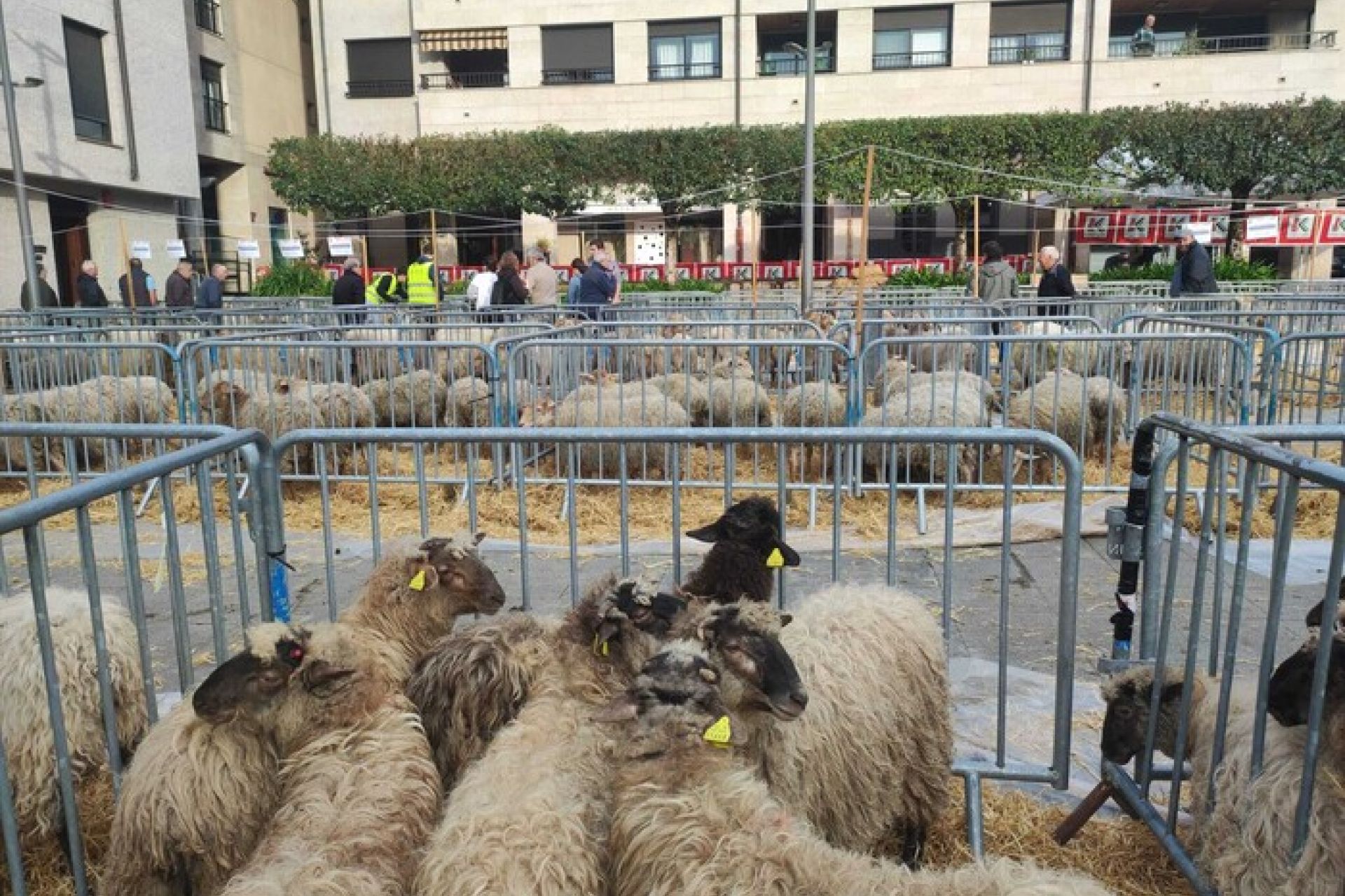 Resultados del Concurso de Carneros y Ovejas